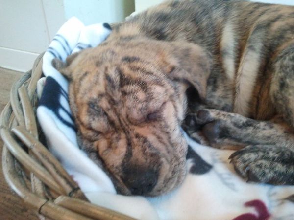 Marvey Shar-pei X