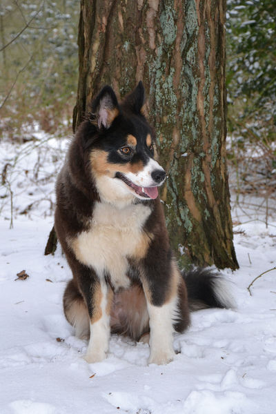 Border Collie