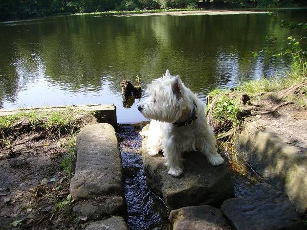 West Highland White Terrier