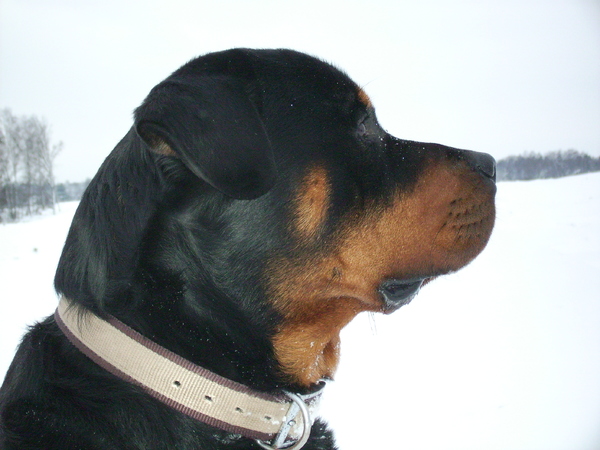 Rottweiler