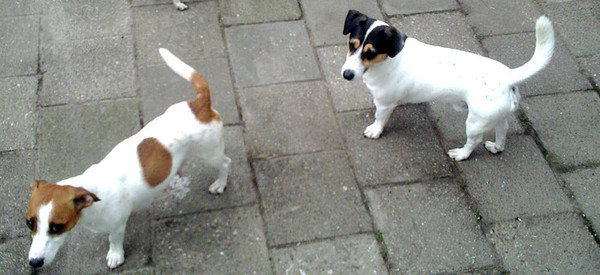 jackrussel hoogeveen /nieuweoord