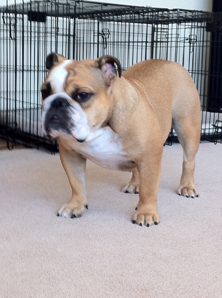 Engelse Bulldog