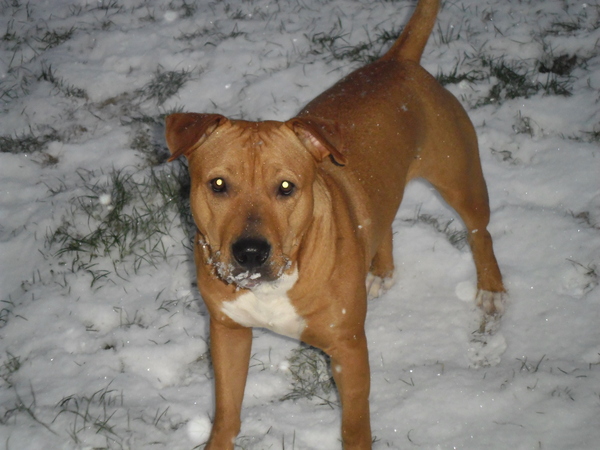 American Staffordshire Terrier