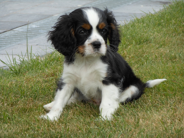 Cavalier King Charles Spaniel