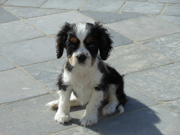 Cavalier King Charles Spaniel