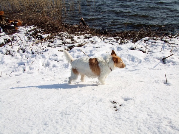 Jack Russell Terrier