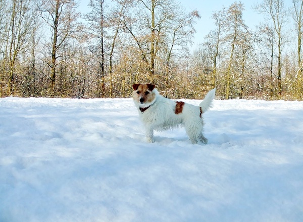 Jack Russell Terrier