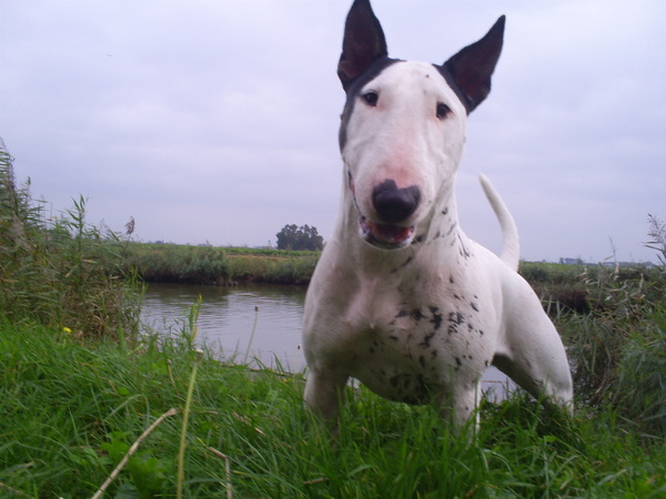 Bull Terrier