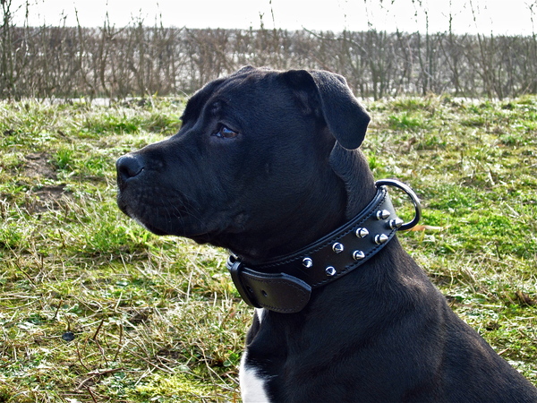 American Staffordshire Terrier