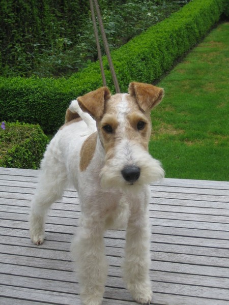 Foxterrier, draadhaar