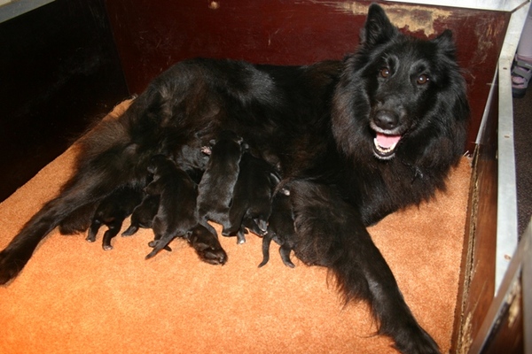 Fleur en haar puppies