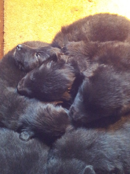 sleeping puppies