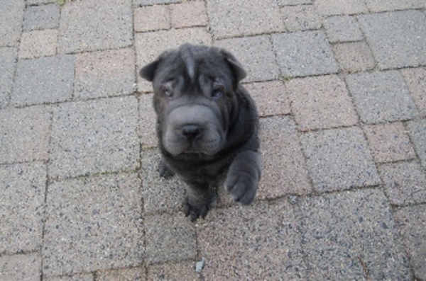 sammie onze sharpei