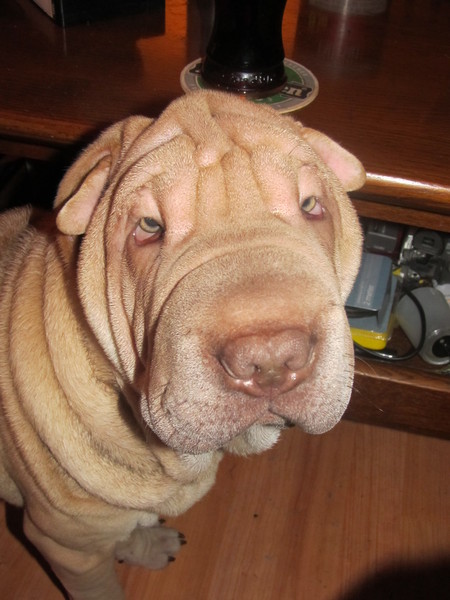 shirley onze andere sharpei