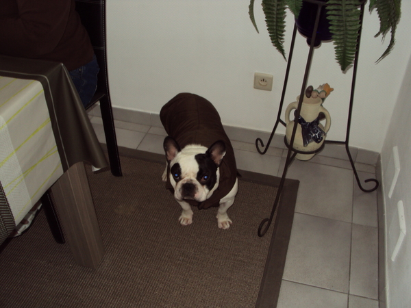 Franse Bulldog