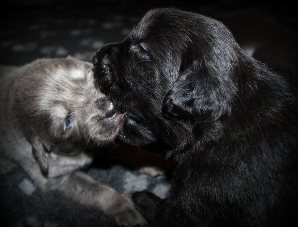 Detchema Tibetaanse Mastiff