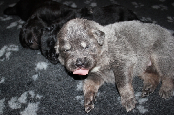 Tibetaanse Mastiff