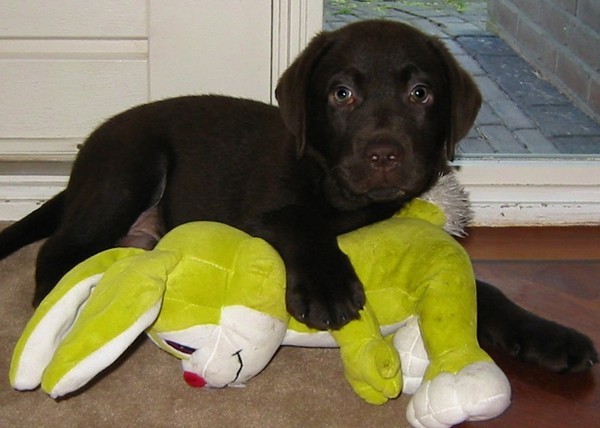 Labrador Retriever