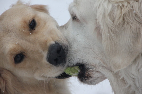 Samen de bal vasthouden