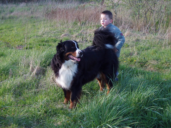 Berner Sennenhond