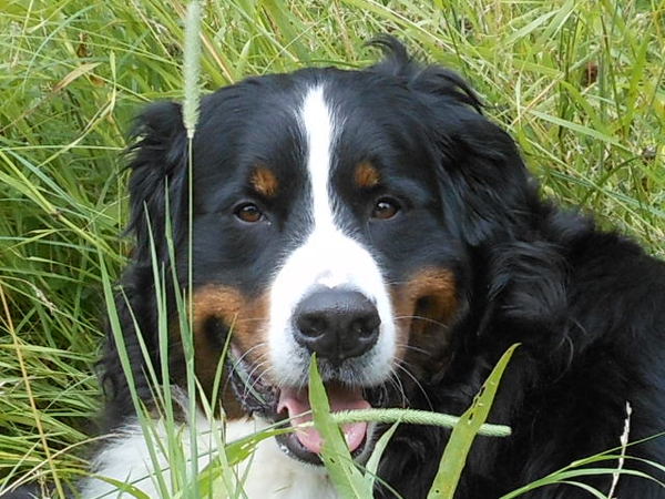 Berner Sennenhond