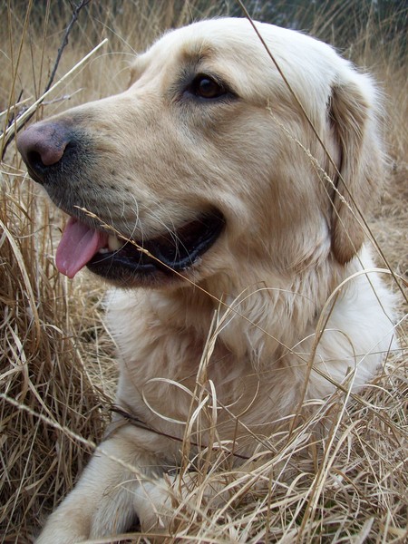 Golden Retriever