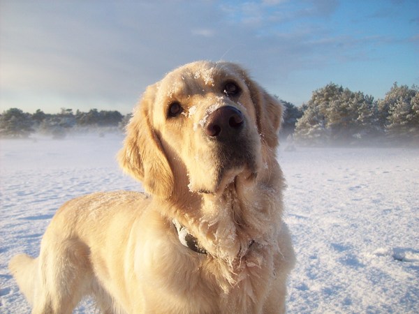 Golden Retriever