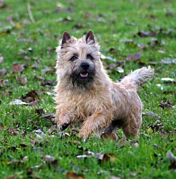 Cairn Terrier