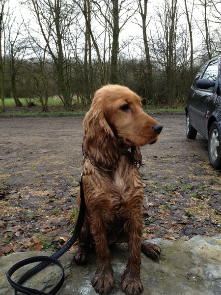 Engelse Cocker Spaniel