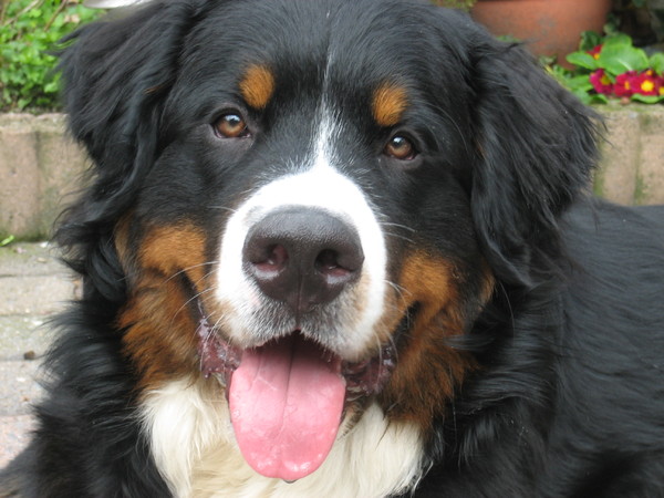 Berner Sennenhond