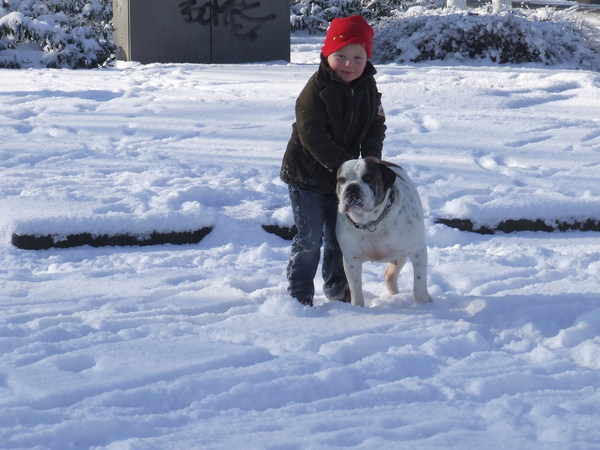 Old English Bulldog