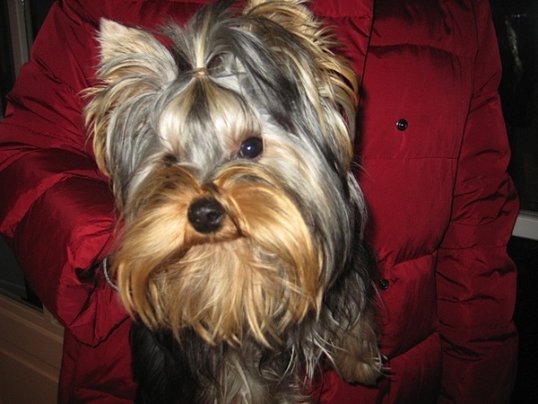 Yorkshire Terrier