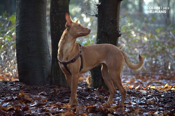 Pauline's Podenco, Cosmic