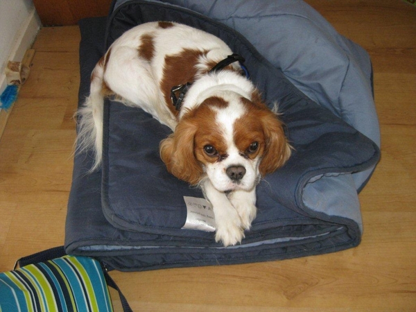 Cavalier King Charles Spaniel