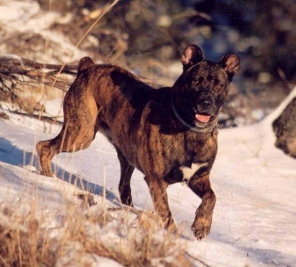 Cão Fila de São Miguel