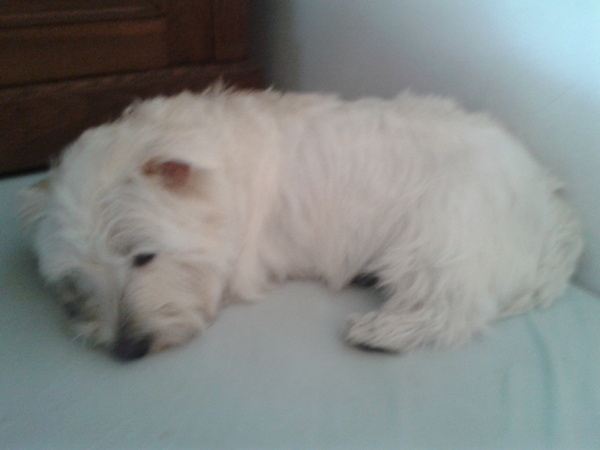 West Highland White Terrier