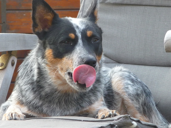 Australian Cattle Dog