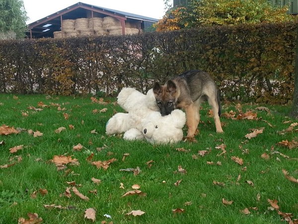 kruising duitse mechelse hollandse herder