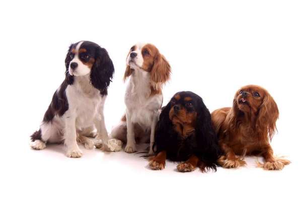 Cavalier King Charles Spaniel