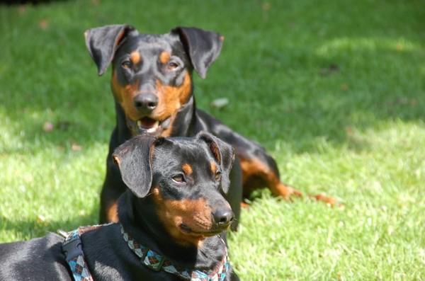 Duitse Pinscher