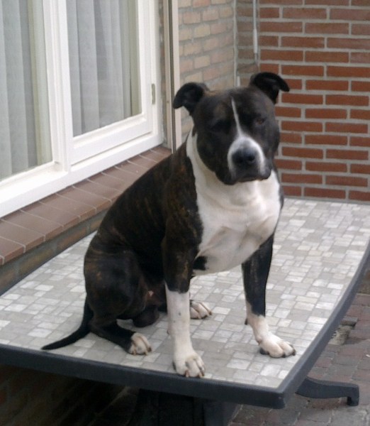 American Staffordshire Terrier