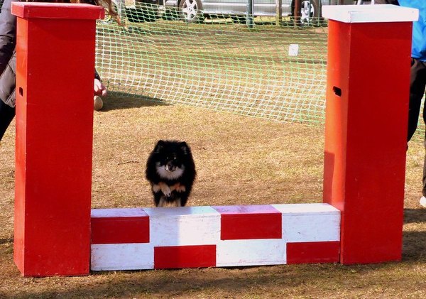 agility met Max