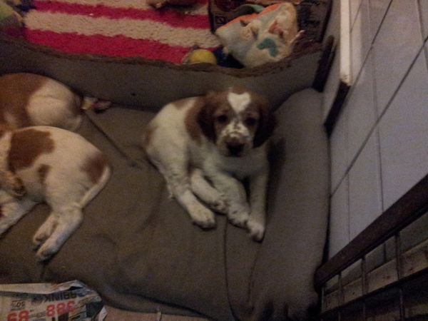 Welsh Springer Spaniel