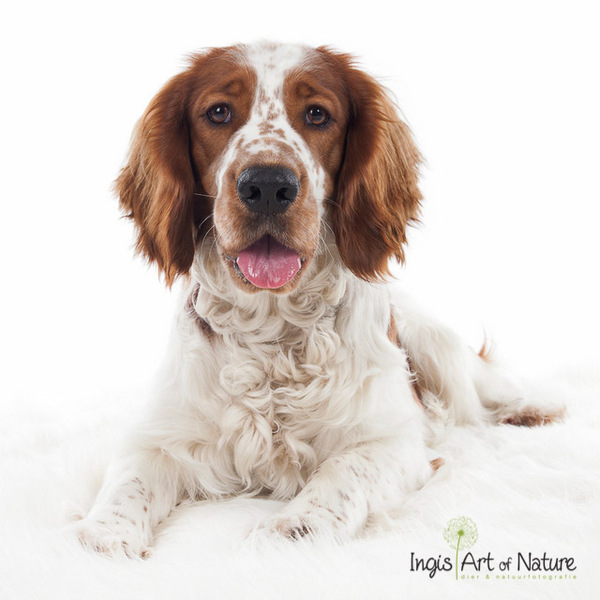 Welsh Springer Spaniel