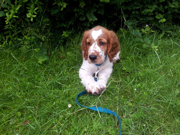 Welsh Springer Spaniel