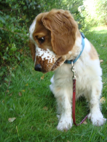 Welsh Springer Spaniel