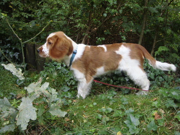 Welsh Springer Spaniel