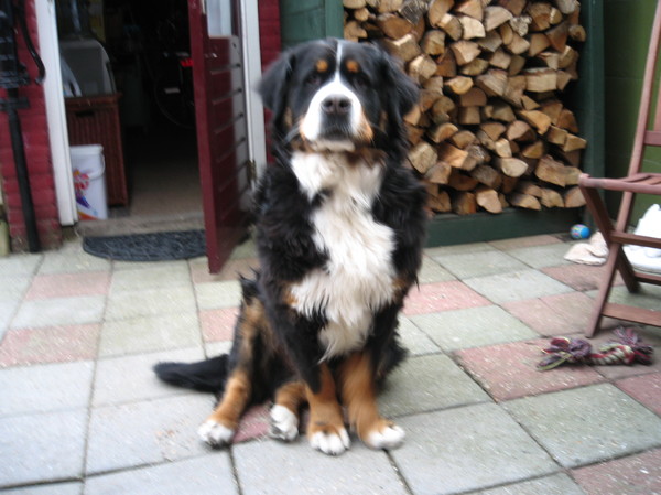 Berner Sennenhond