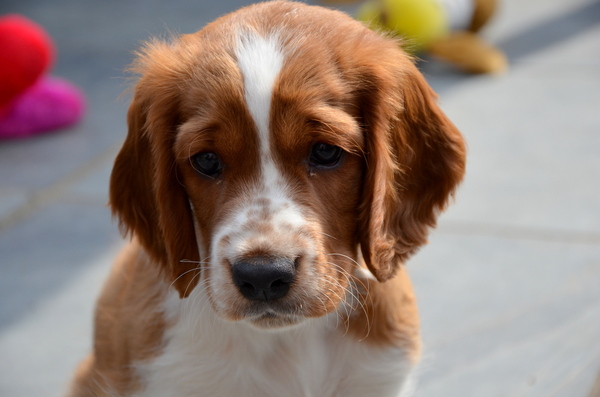 Welsh Springer Spaniel