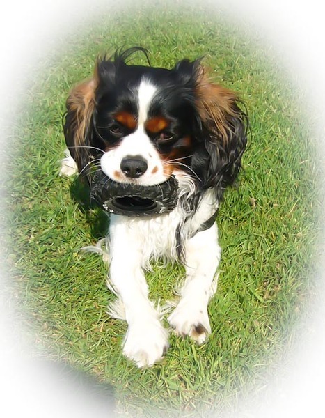 Cavalier King Charles Spaniel